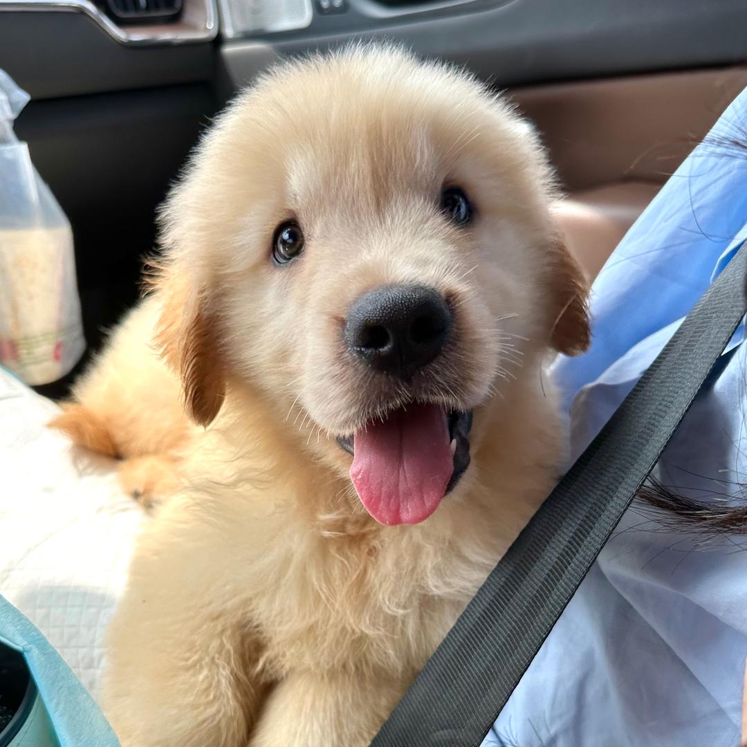 谢百万是只小鸡毛