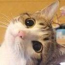 小狼