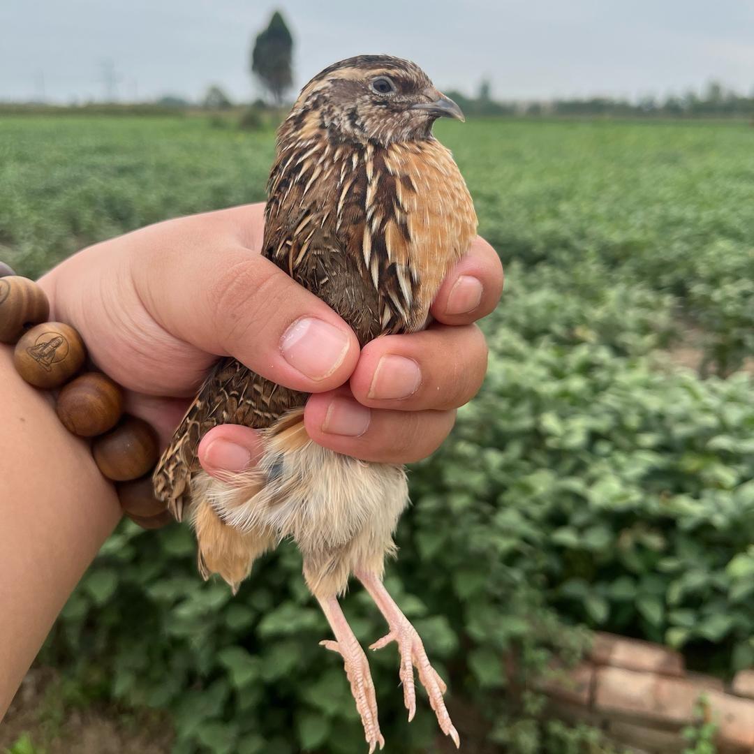 鸣野斗鹌鹑（小个地串）