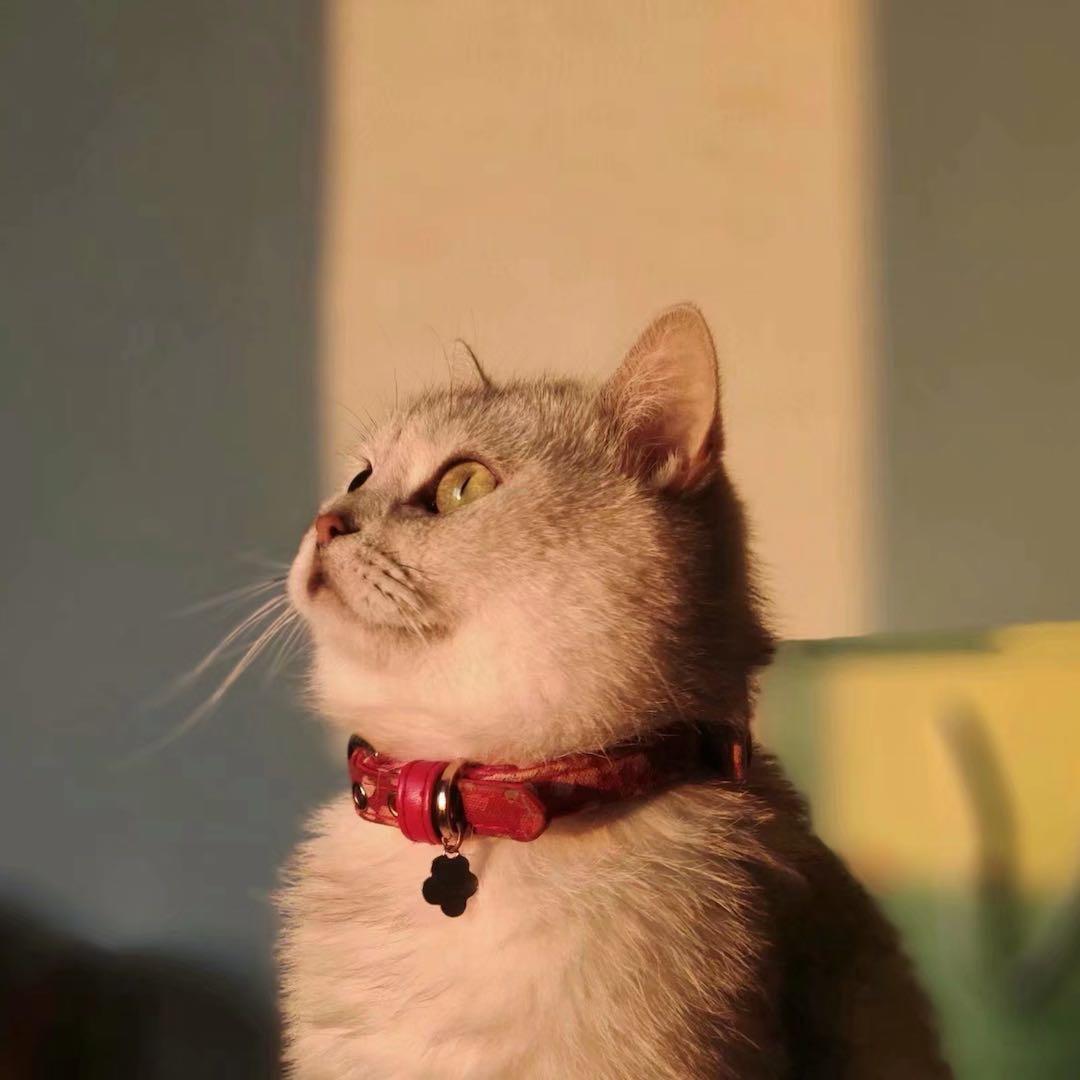 Cccola