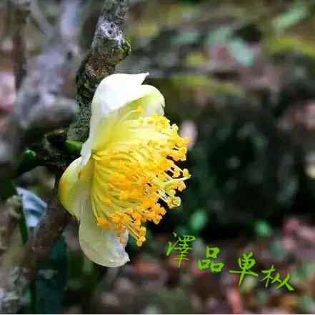 泽品单枞