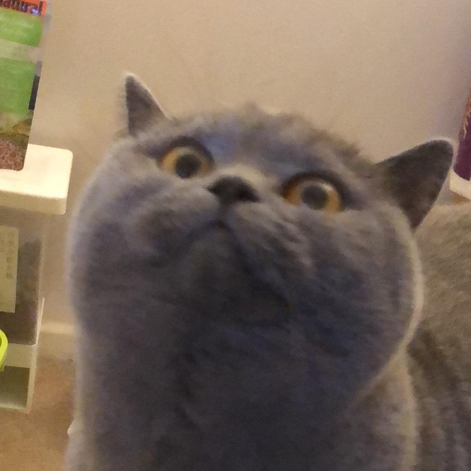 马桶猫