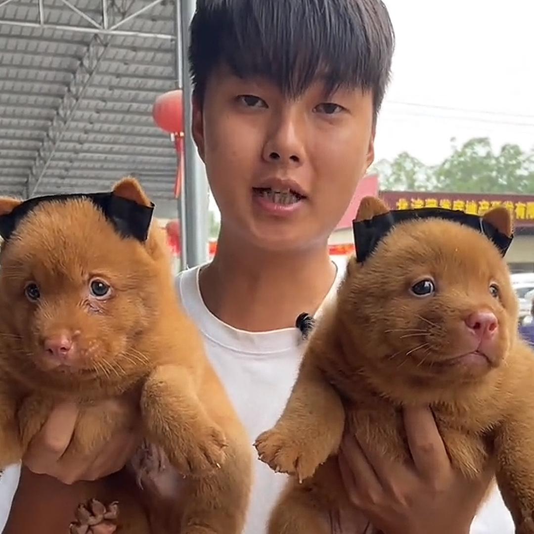 小保田园犬小周