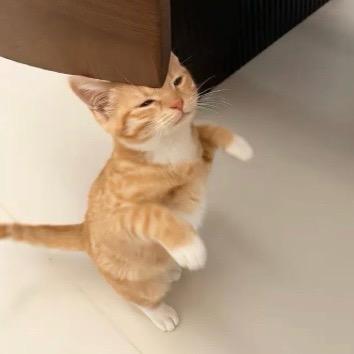 圆