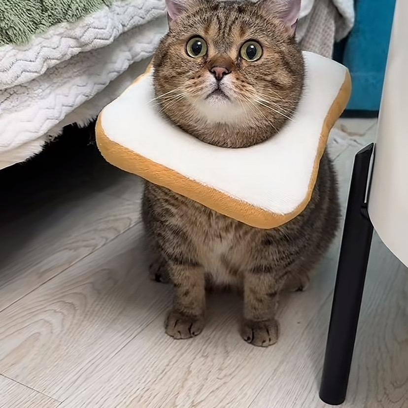 碰碰
