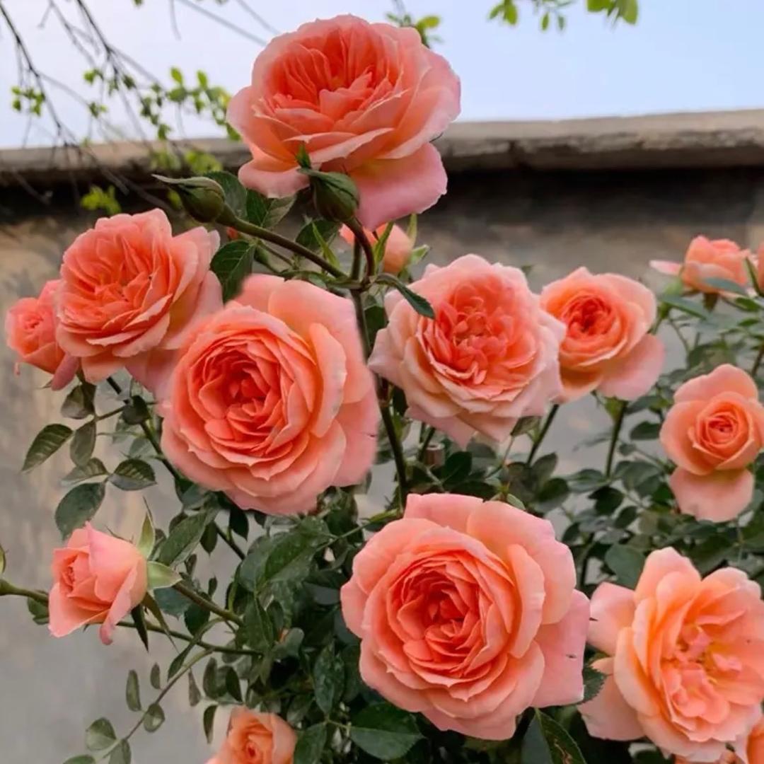 送你一朵小红花