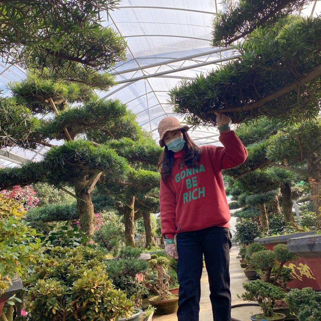 柒彩苗木