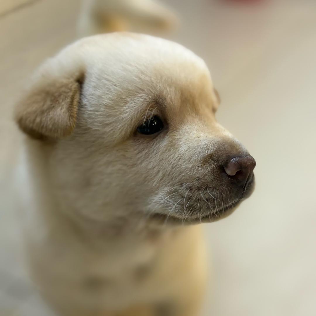 耳朵也可以这么美👂💖