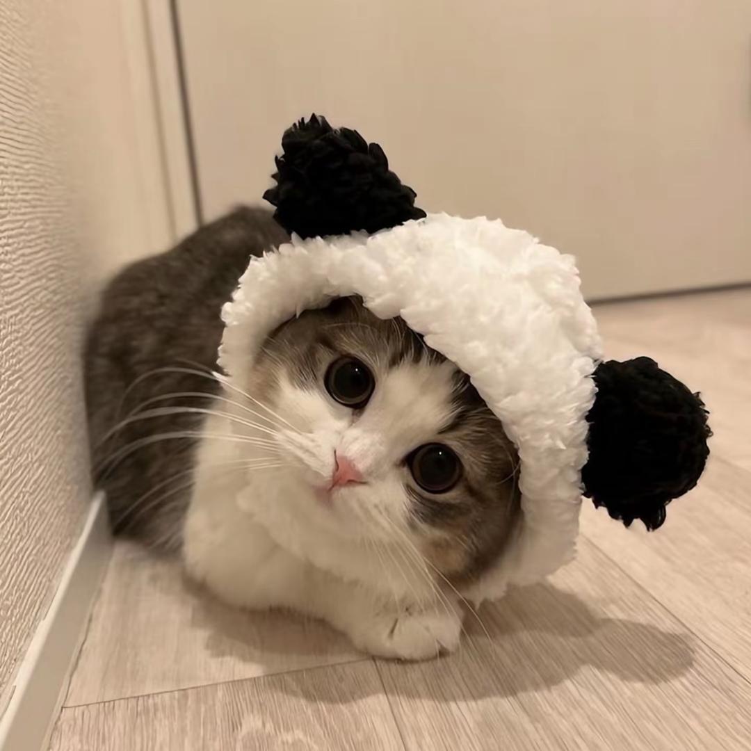 Aaaa小宝