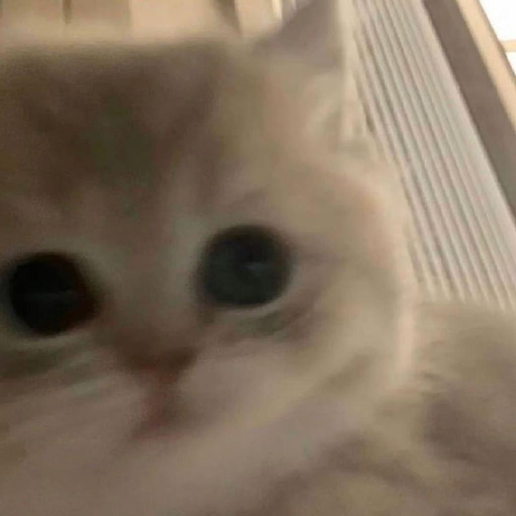 曦nyaaa^