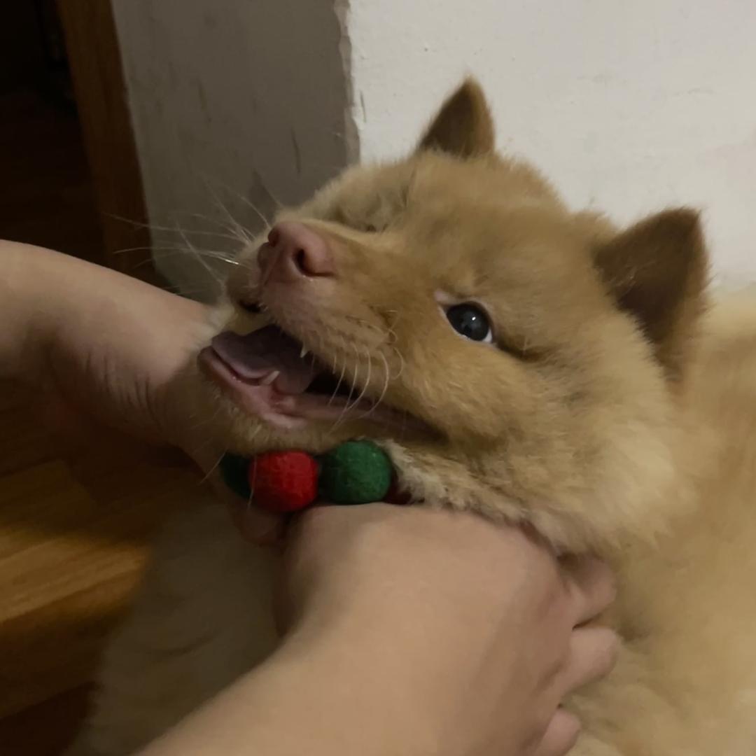 一只米粒粒