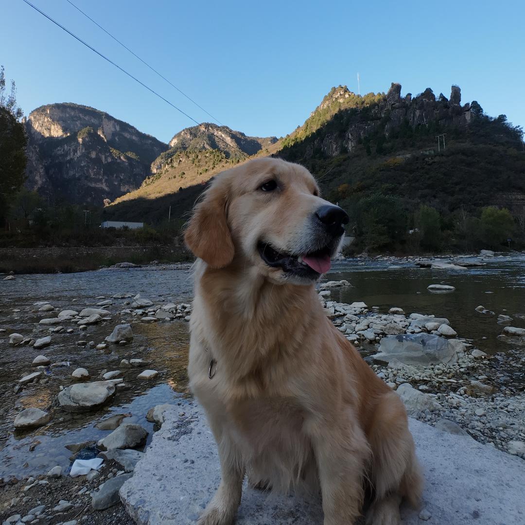 撸汪续命—金毛版