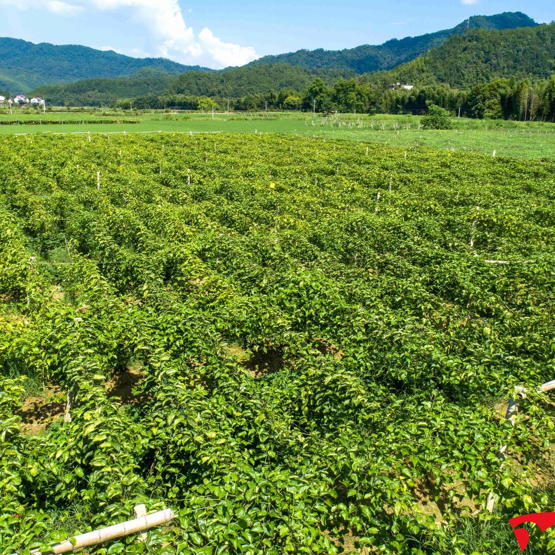 乡村助农果园基地茸茸