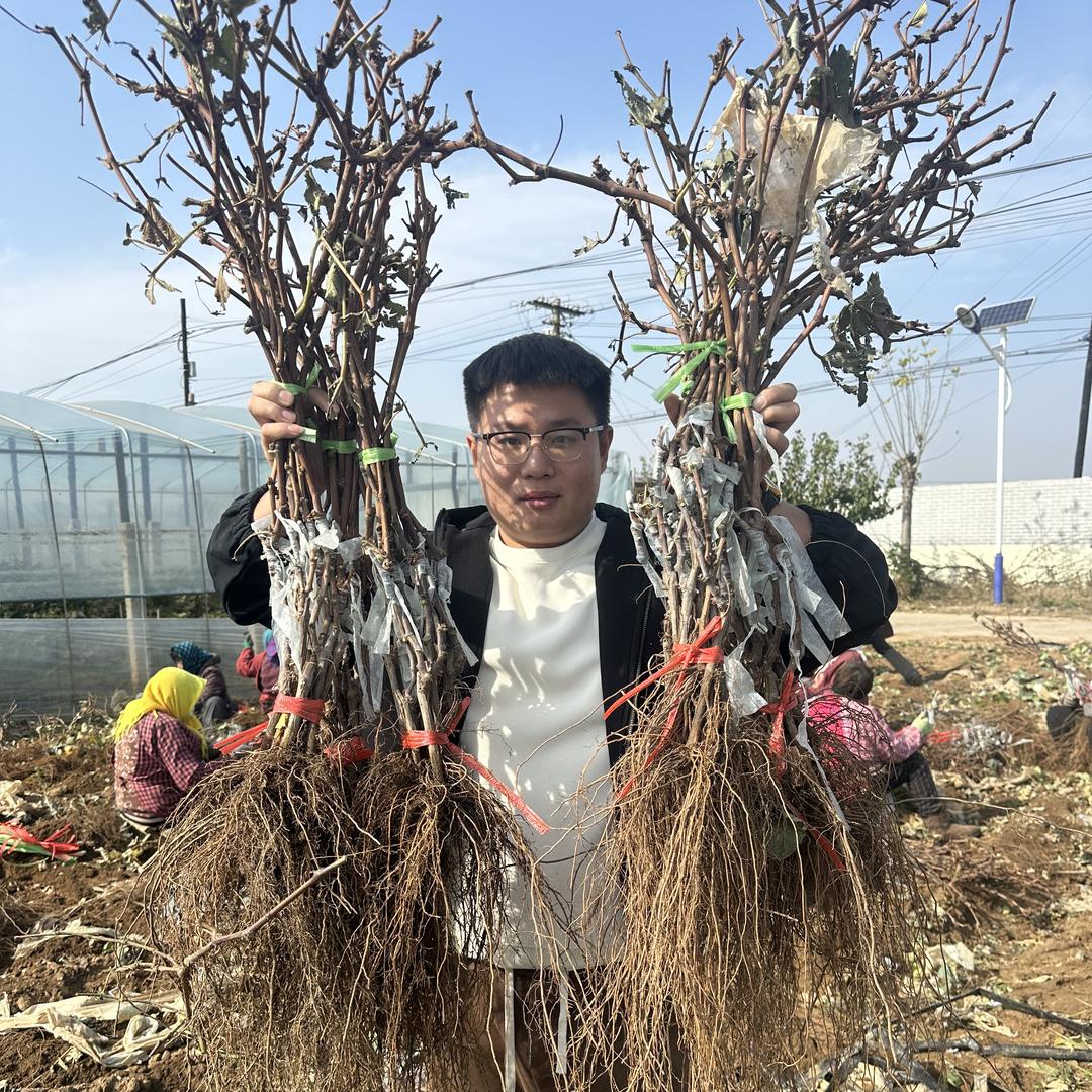 MIVM硕禾果树苗木专卖店