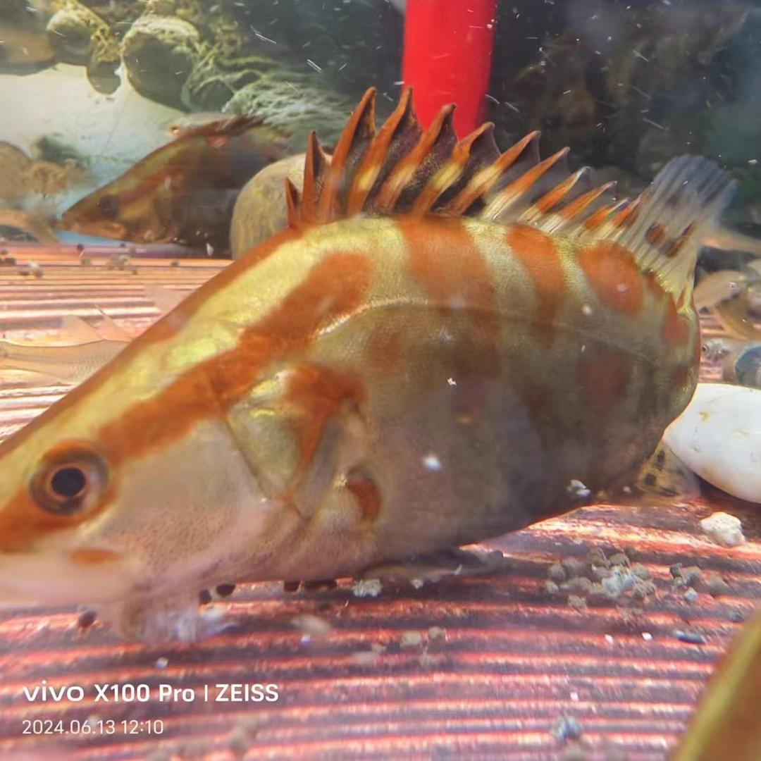 常州无锡镇江鱼苗批发