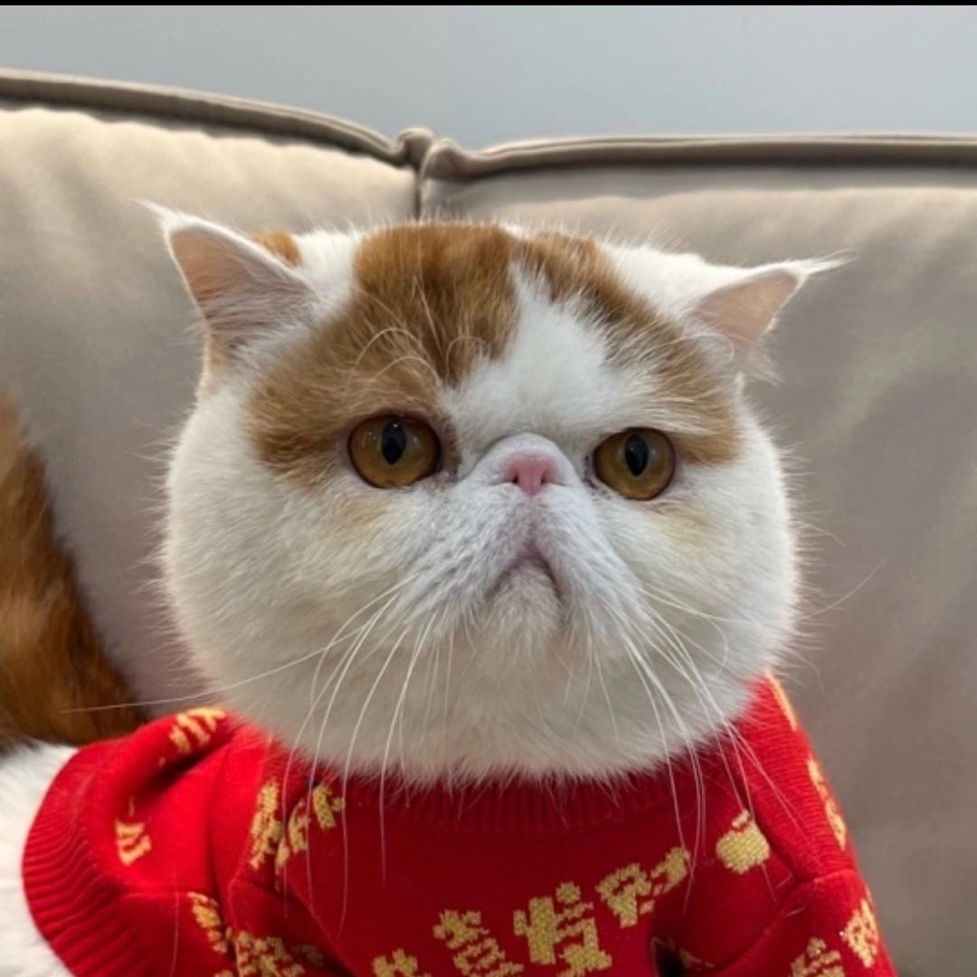 🐱局长洗猫啦！
