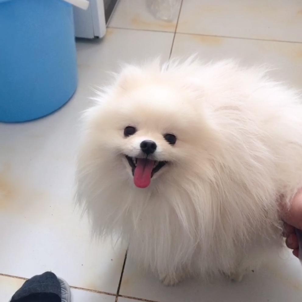 胖虎粑粑养博美