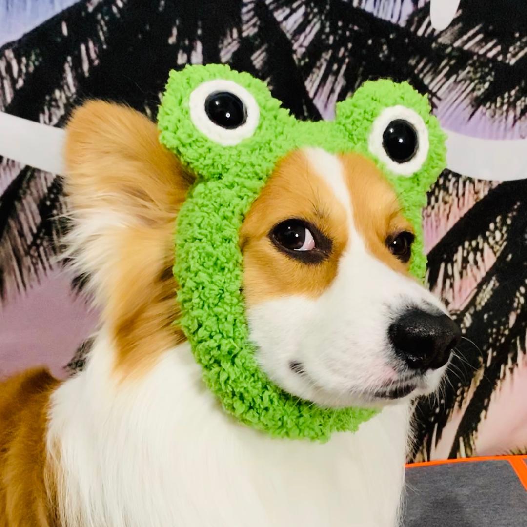 逗比小贝基@抖音