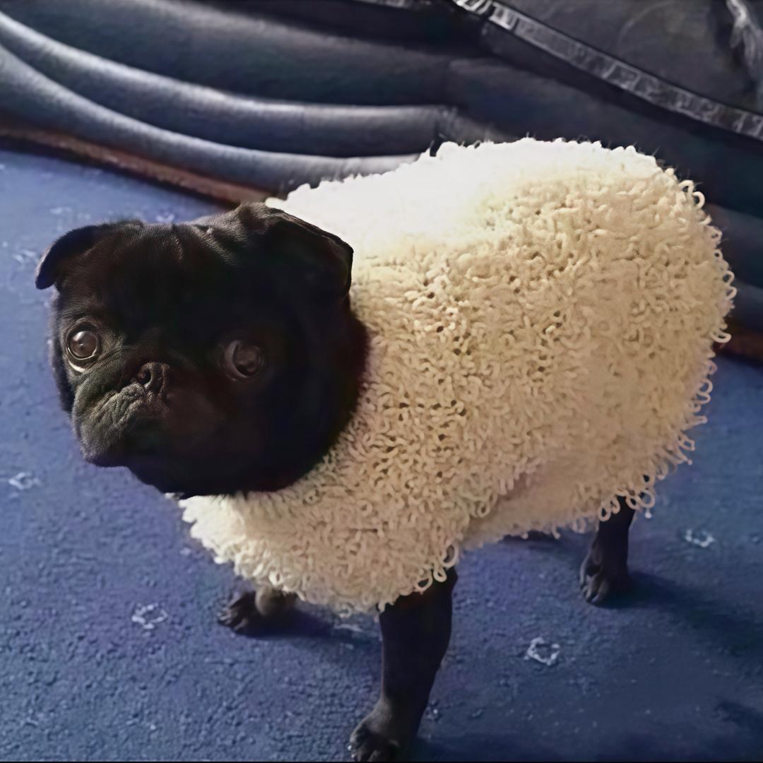 在下高长恭@抖音