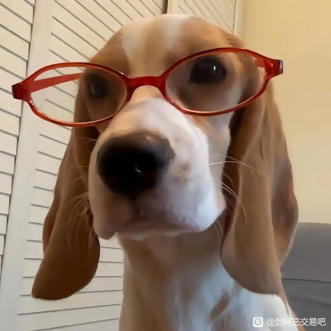 小蔷薇花