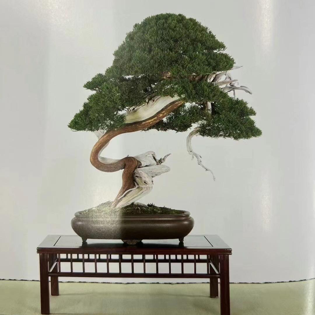 木语轩盆景慢慢