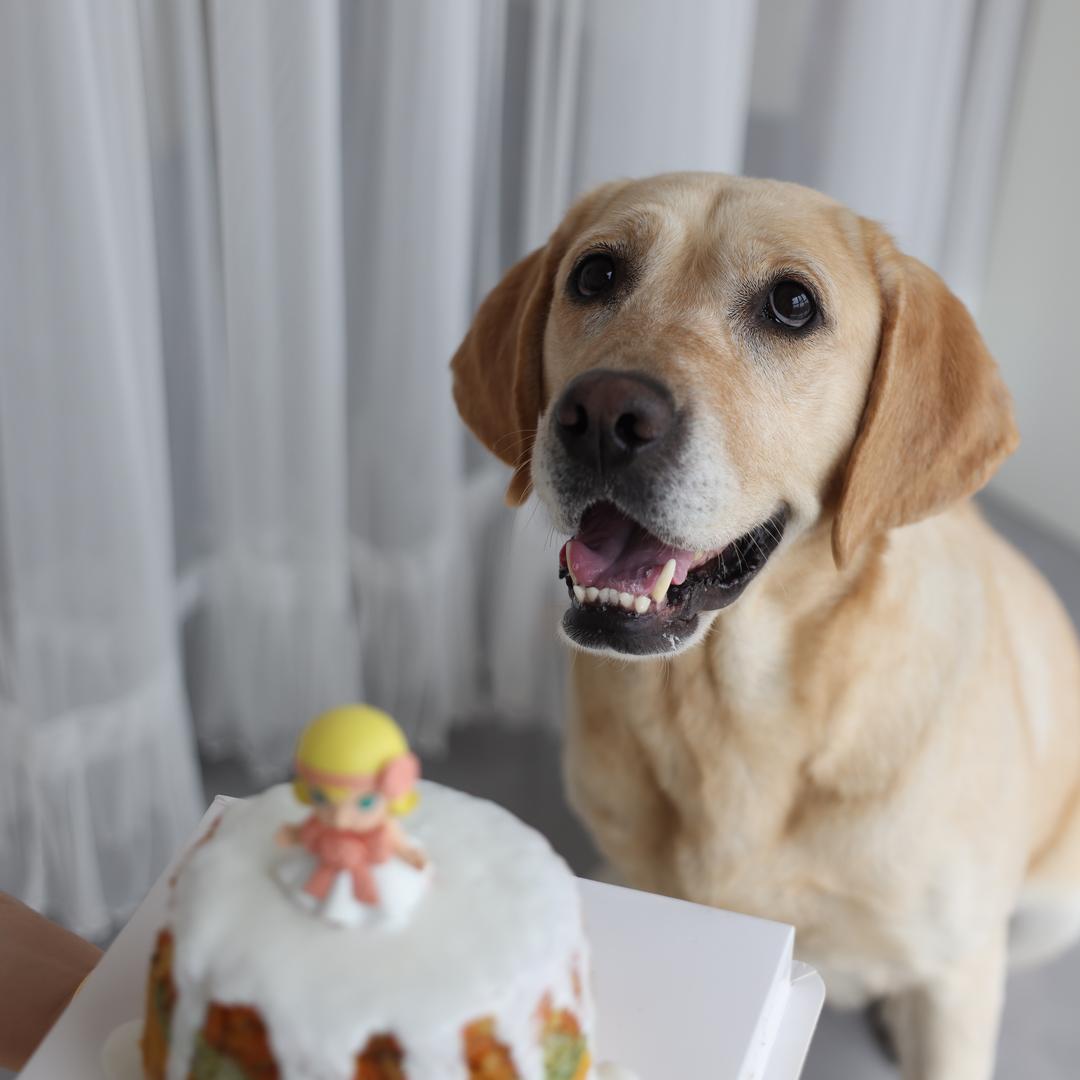 🐶拉布拉多—妹妹