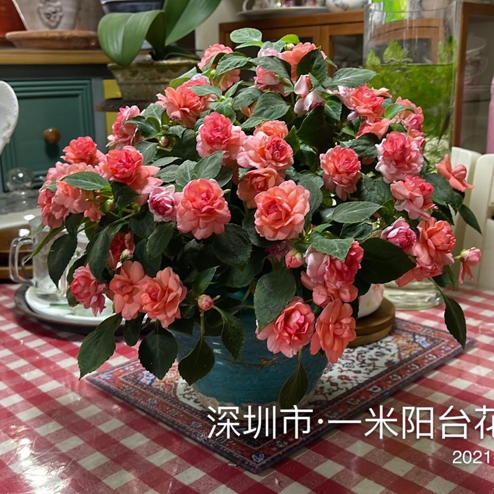 一米阳台花园