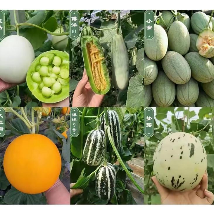 莘县若彤果疏农场