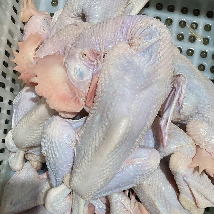 保定白条鸡批发零售