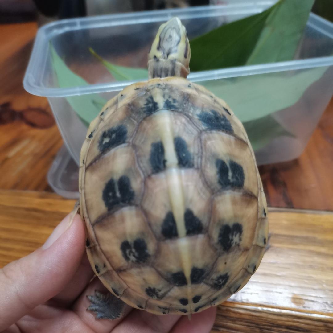 富冬宠物（长期收龟）