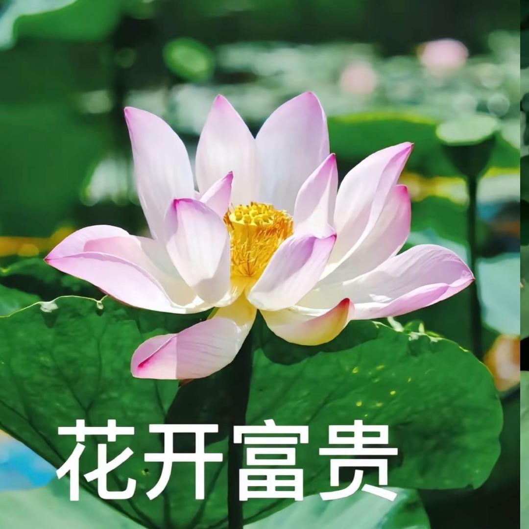 花开富贵.🌺