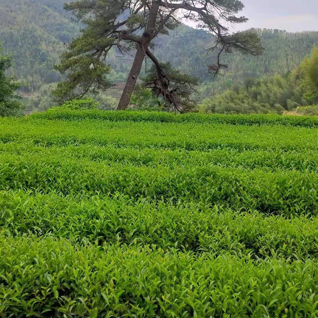 沁茶香茶业