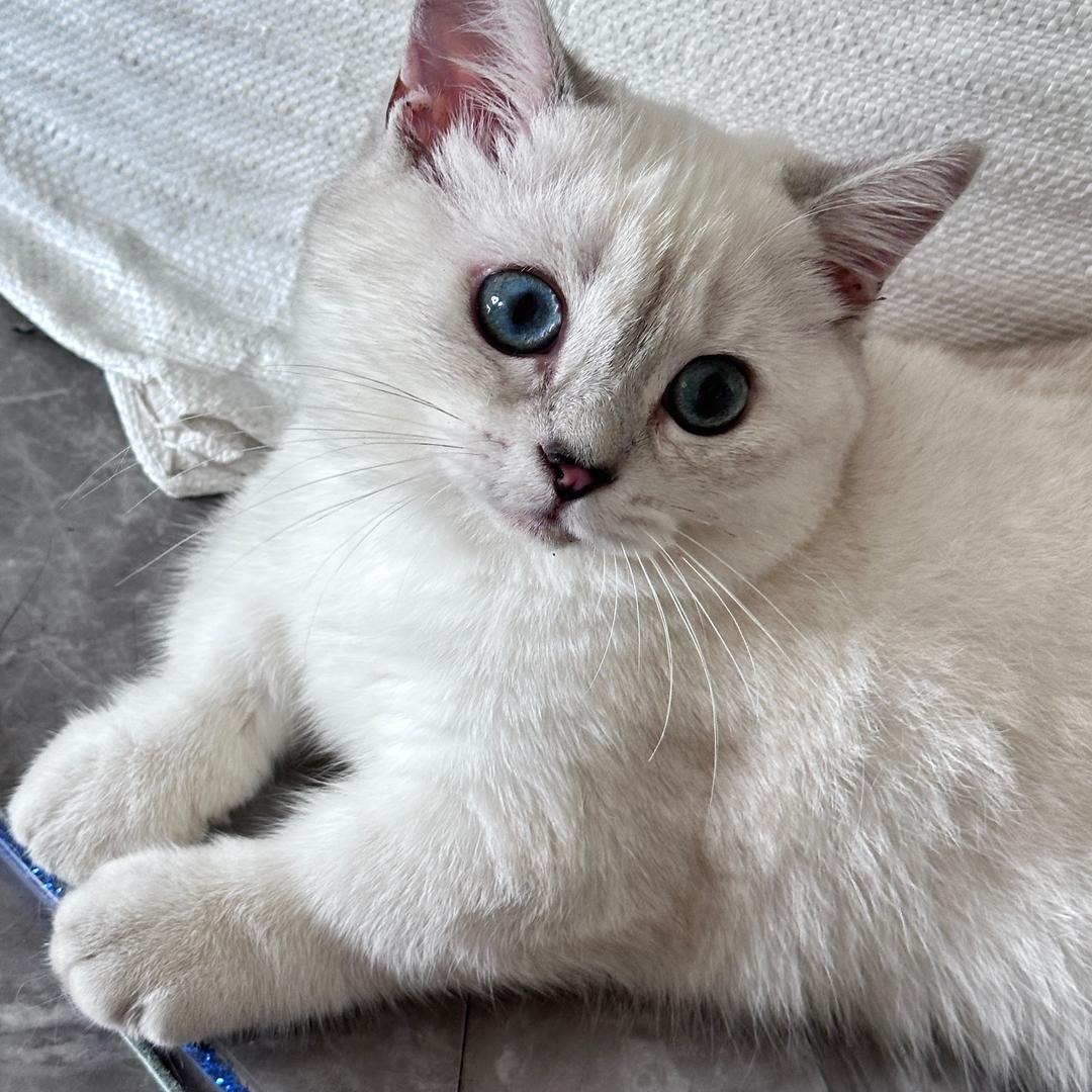 圆圆真可爱