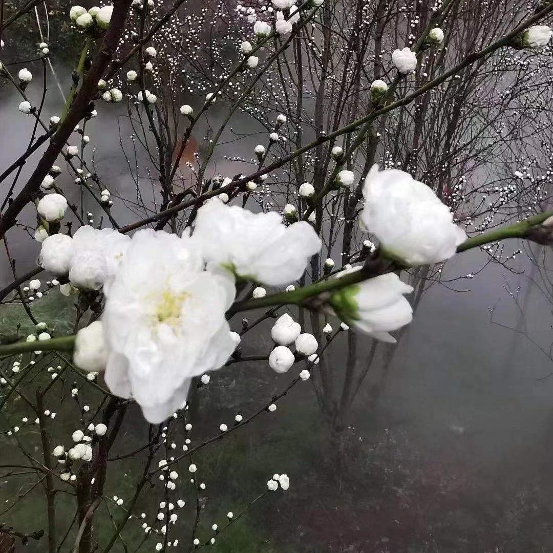 古巴雪茄