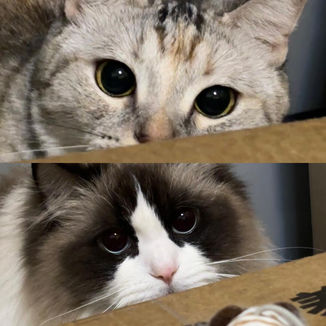 DDKiKi
