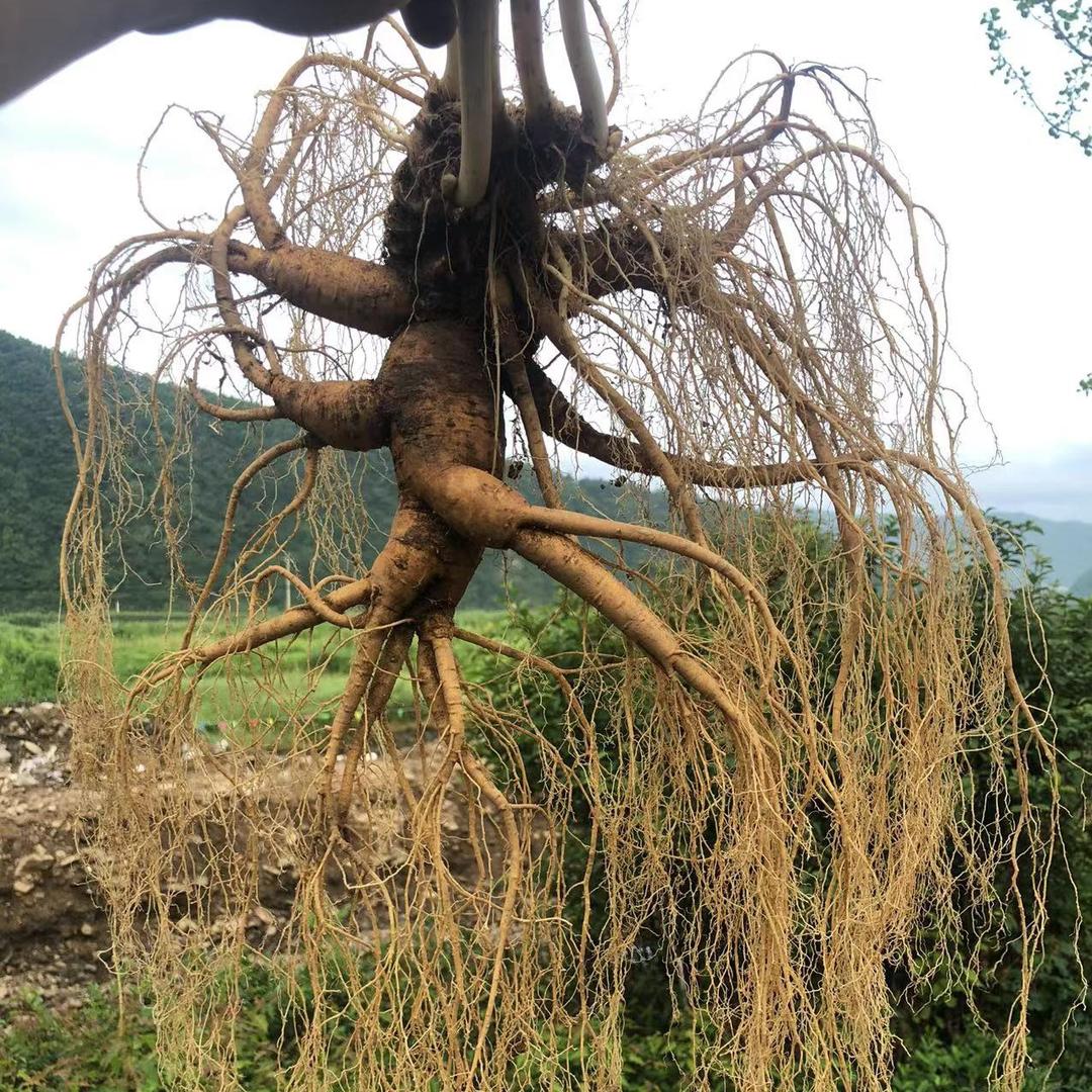 绿香特产甄选