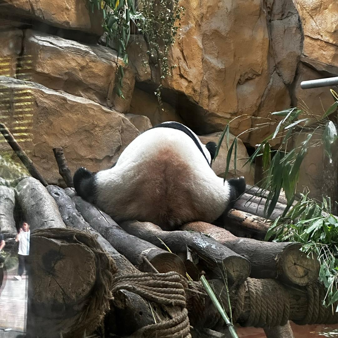 杨也也嘿
