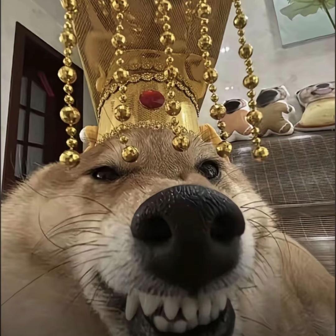 ᥫᩣ老实芭蕉