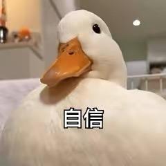 自信鸭
