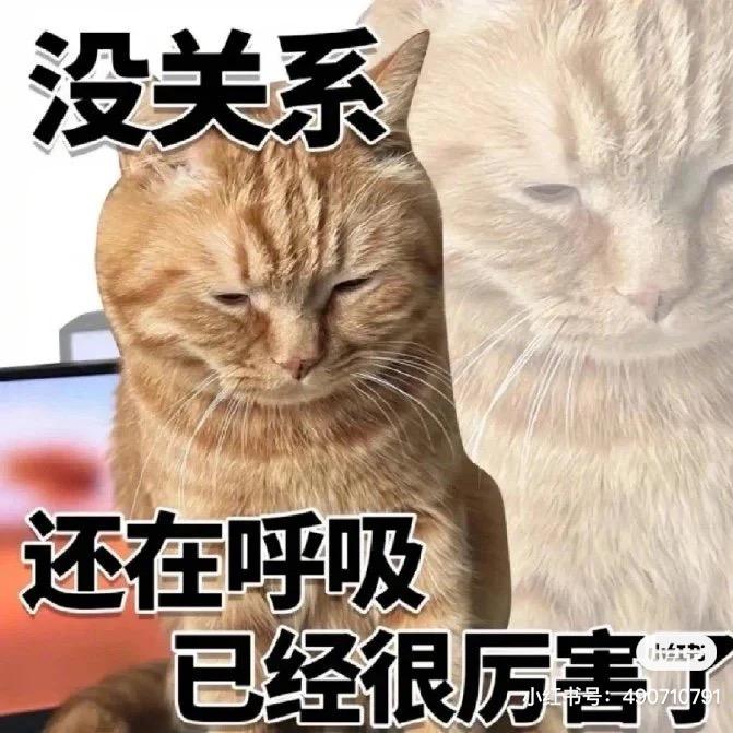 鲨鱼辣椒炒肉