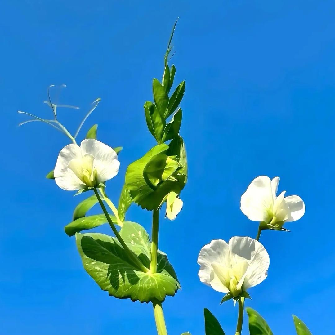 老坛杉菜🫧