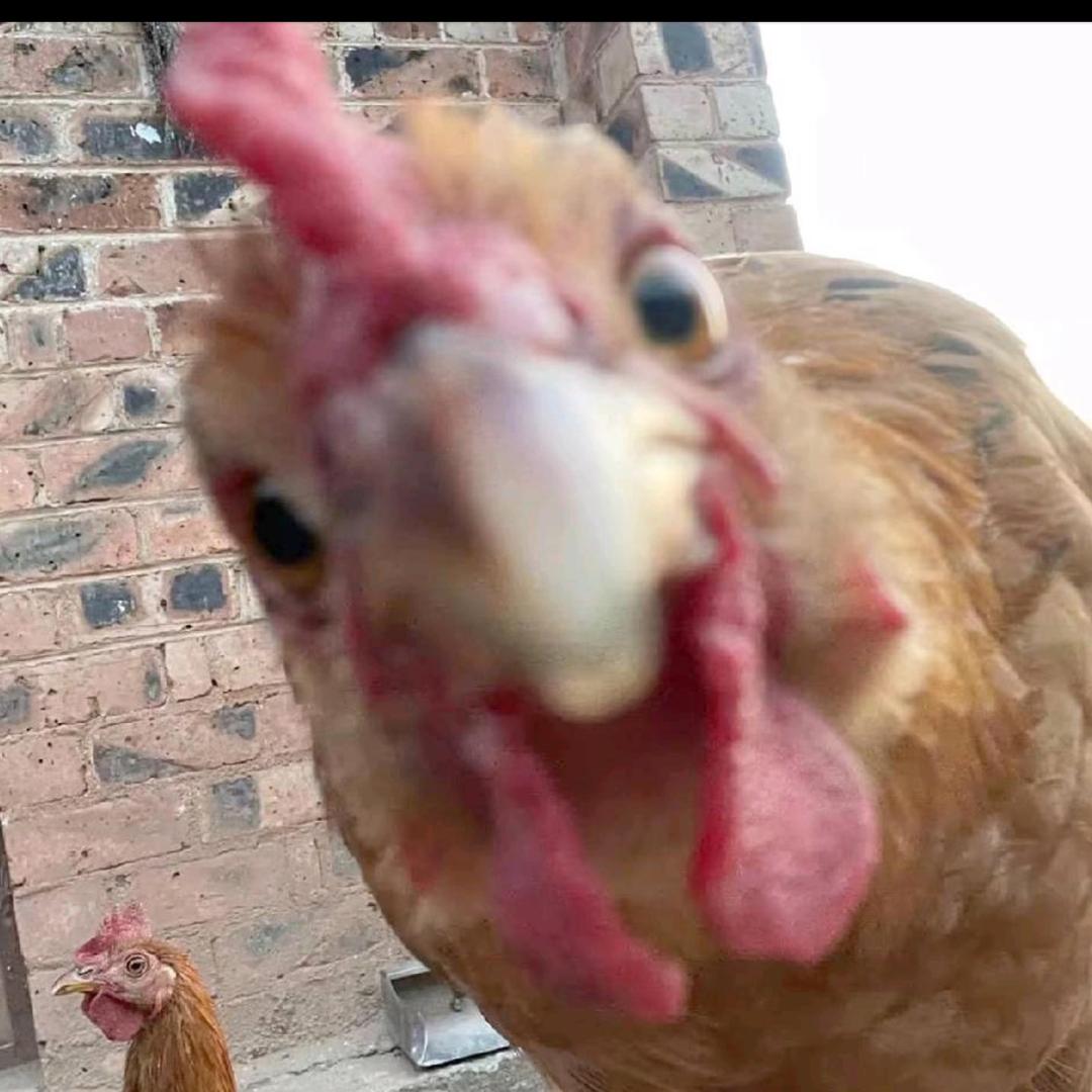 Y