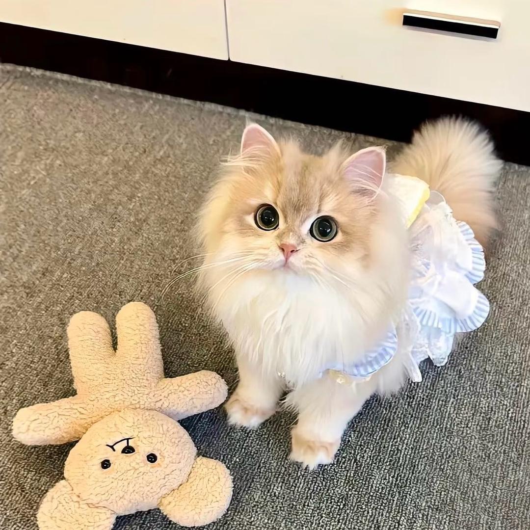 小小🐈