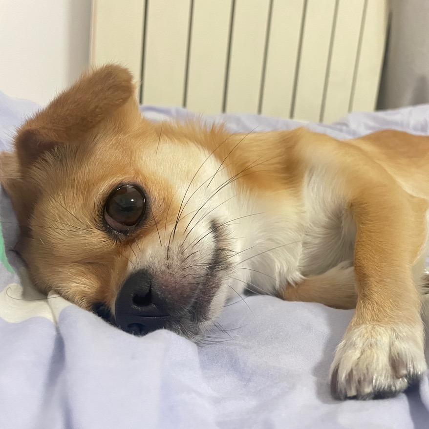 在下褚留香儿