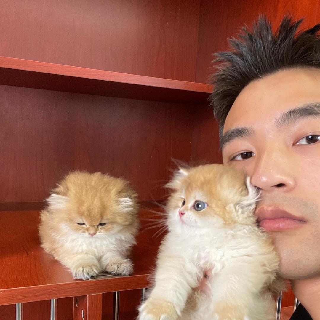万全说猫