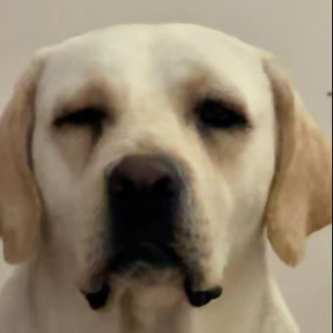 启明犬舍（欢迎投稿👏）