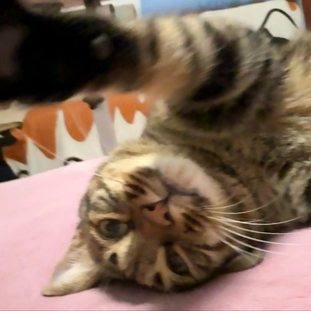 坐拖拉机去月球