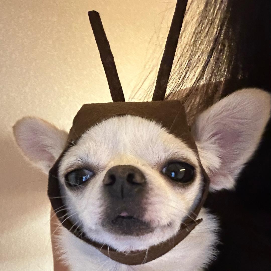 🐾乐乐吉 ⌯ꈍꈊꈍ⌯ಣ
