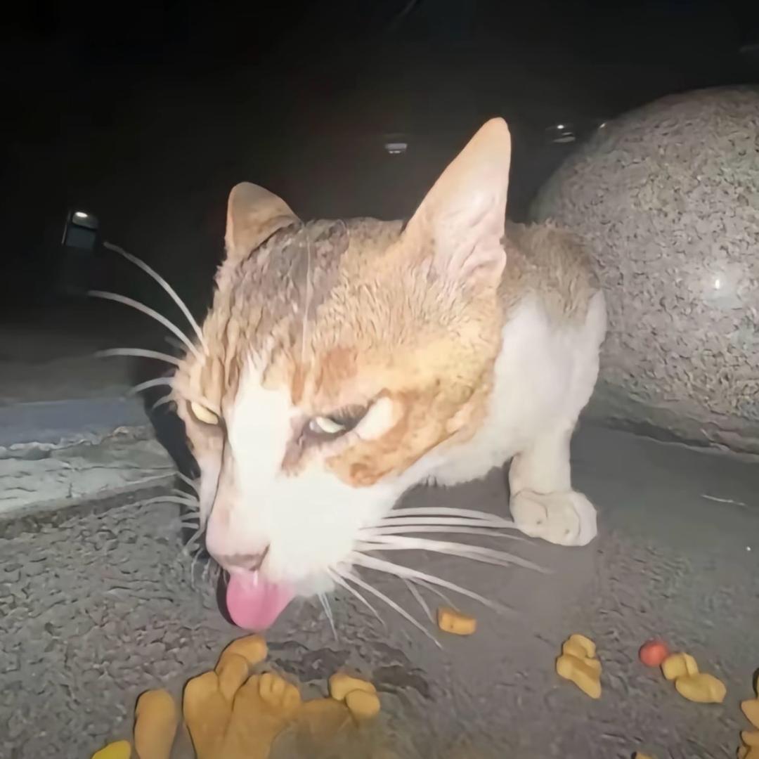 可恶的狸花猫
