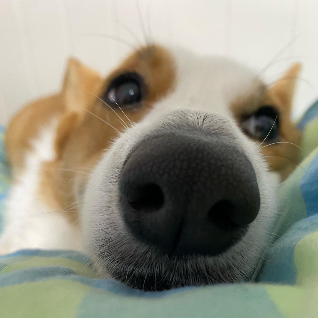 汪汪狗大王